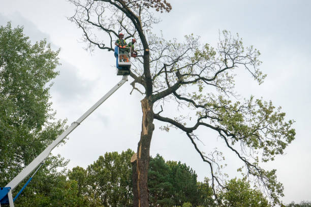 How Our Tree Care Process Works  in  Twin Falls, ID